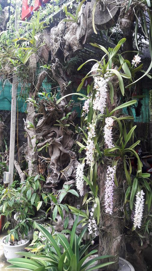 Homestay Lan Rung Nghia Lo Exterior foto